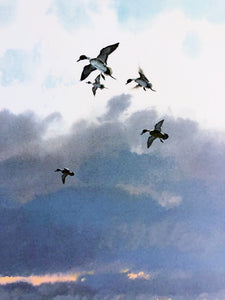 John P. Cowan Coming Home Lithograph - Pintail Duck Hunting - Brand New Super Custom Sporting Frame