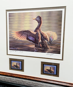 Adam Grimm 2000 Federal Migratory Duck Stamp Print With Double Stamps Artist Proof - Brand New Custom Sporting Frame