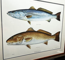 Load image into Gallery viewer, Ben Kocian Double Trouble Oversize Edition Lithograph - Speckled Trout &amp; Redfish - Brand New Custom Sporting Frame