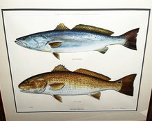 Load image into Gallery viewer, Ben Kocian Double Trouble Oversize Edition Lithograph - Speckled Trout &amp; Redfish - Brand New Custom Sporting Frame
