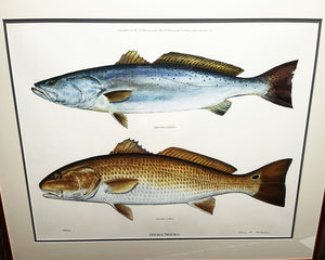 Ben Kocian Double Trouble Oversize Edition Lithograph - Speckled Trout & Redfish - Brand New Custom Sporting Frame