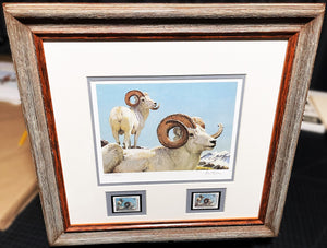 Bob Kuhn - 1981 North American Wild Sheep Foundation Stamp Print With Double Stamps - Brand New Custom Sporting Frame