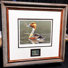Load image into Gallery viewer, Burton Moore 1986 Federal Duck Stamp Print With Stamp - Brand New Super Custom Sporting Frame