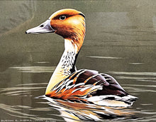 Load image into Gallery viewer, Burton Moore 1986 Federal Duck Stamp Print With Stamp - Brand New Super Custom Sporting Frame