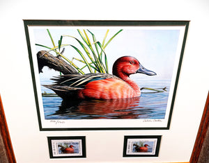 Calvin Carter 2014 Texas Waterfowl Duck Stamp Print With Double Stamps - Brand New Super Custom Sporting Frame