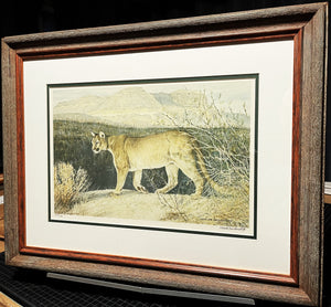 Charles Beckendorf - 1980 Texas Mountain Lion - Lithograph Print - Brand New Custom Sporting Frame