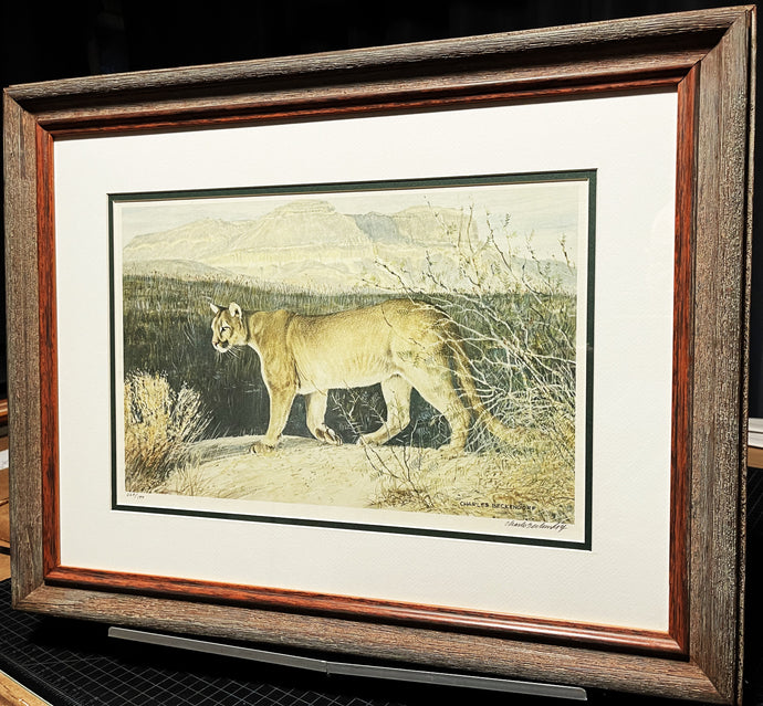 Charles Beckendorf 1980 Texas Mountain Lion Lithograph Print - Brand New Super Custom Sporting Frame