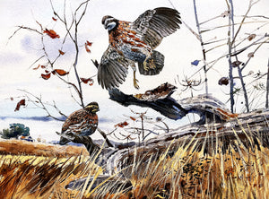 Clay McGaughy Quail In Flight Original Water Color Painting Full Sheet - Brand New Super Custom Sporting Frame