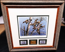 Load image into Gallery viewer, David Maass 1983 Arkansas Duck Stamp Print Special Series Gold Medallion With Double Stamps - Brand New Super Custom Sporting New Frame