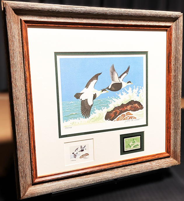 Jackson  Abbott 1957 Federal Waterfowl Duck Stamp Print With Inlay And Stamp - Brand New Super Custom Sporting Frame