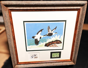 Jackson  Abbott - 1957 Federal Waterfowl Duck Stamp Print With Inlay And Stamp - Brand New Custom Sporting Frame