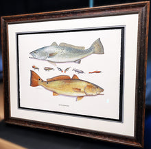 Load image into Gallery viewer, John Dearman Recuerdos GiClee 3/4 Sheet Speckled Trout, Red &amp; Lures - Brand New Super Custom Sporting Frame  ***  SPRING SPECIAL  ***