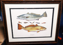Load image into Gallery viewer, John Dearman Recuerdos GiClee 3/4 Sheet Speckled Trout, Red &amp; Lures - Brand New Super Custom Sporting Frame  ***  SPRING SPECIAL  ***
