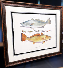 Load image into Gallery viewer, John Dearman Recuerdos GiClee 3/4 Sheet Speckled Trout, Red &amp; Lures - Brand New Super Custom Sporting Frame  ***  SPRING SPECIAL  ***
