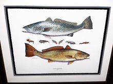 Load image into Gallery viewer, John Dearman Recuerdos GiClee 3/4 Sheet Speckled Trout, Red &amp; Lures - Brand New Super Custom Sporting Frame  ***  SPRING SPECIAL  ***