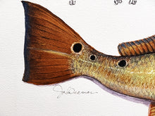 Load image into Gallery viewer, John Dearman Recuerdos GiClee 3/4 Sheet Speckled Trout, Red &amp; Lures - Brand New Super Custom Sporting Frame  ***  SPRING SPECIAL  ***