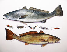 Load image into Gallery viewer, John Dearman Recuerdos GiClee 3/4 Sheet Speckled Trout, Red &amp; Lures - Brand New Super Custom Sporting Frame  ***  SPRING SPECIAL  ***