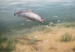 John Dearman Trout 2014 GiClee Full Sheet - Brand New Super Custom Sporting Frame