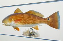 Load image into Gallery viewer, John P. Cowan A Texas Treasure Poster Art Classic Mint - Redfish - Brand New Super Custom Sporting Frame