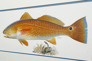 John P. Cowan A Texas Treasure Poster Art Classic Mint - Redfish - Brand New Super Custom Sporting Frame