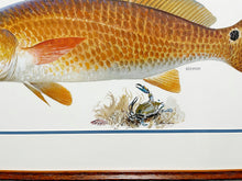 Load image into Gallery viewer, John P. Cowan A Texas Treasure Poster Art Classic Mint - Redfish - Brand New Super Custom Sporting Frame