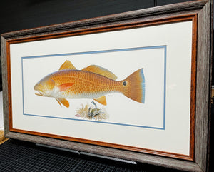 John P. Cowan A Texas Treasure Poster Art Classic Mint - Redfish - Brand New Super Custom Sporting Frame