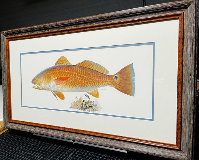 John P. Cowan A Texas Treasure Poster Art Classic Mint - Redfish - Brand New Super Custom Sporting Frame