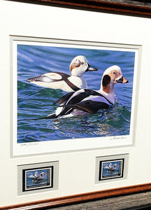 Joshua Spies 2009 Federal Duck Stamp Print With Double Stamps - Brand New Custom Sporting  Frame