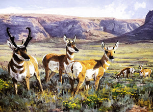 Ken Carlson High Plains Pronghorn GiClee Full Sheet - Brand New Super Custom Sporting Frame