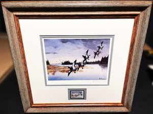 Les Kouba 1988 Ducks Unlimited Canada Stamp Print With Stamp - Brand New Super Custom Sporting Frame