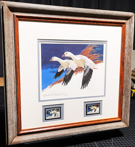 Martin Murk  1977 Federal Duck Stamp Print With Double Stamps - Brand New Custom Sporting Frame