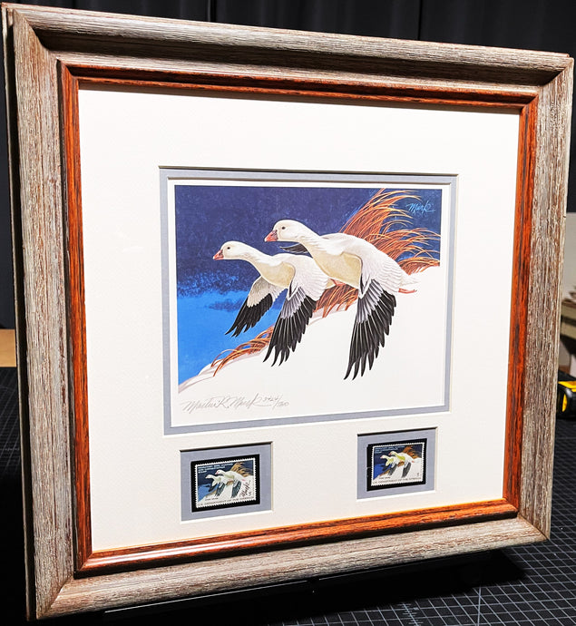 Martin Murk 1977 Federal Duck Stamp Print With Double Stamps - Brand New Super Custom Sporting Frame