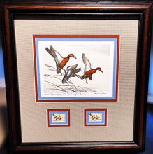 Load image into Gallery viewer, Maynard Reece 1971 Federal Duck Stamp Print First Edition Artist Proof With Double Stamps - Brand New Super Custom Sporting Frame
