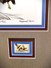 Load image into Gallery viewer, Maynard Reece 1971 Federal Duck Stamp Print First Edition Artist Proof With Double Stamps - Brand New Super Custom Sporting Frame