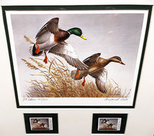 Load image into Gallery viewer, Maynard Reece 1988 National Fish And Wildlife Foundation Ducks Unlimited Edition Stamp Print With Double Stamps&quot; - Autumn Wings - Brand New Super Custom Sporting Frame
