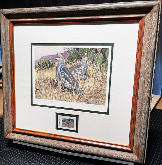Roger Cruwys 2012 Texas Upland Game Bird Stamp Print With Stamp - Blue Scaled Quail - Conservation Edition - Brand New Super Custom Sporting Frame