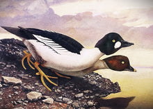 Load image into Gallery viewer, Scott &amp; Stuart Gentling 2004 Texas Texas Waterfowl Stamp Print With Stamp - Brand New Super Custom Sporting Frame