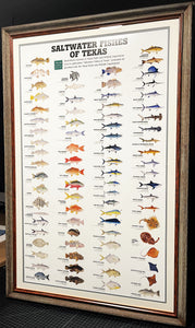 "Saltwater Fish Of Texas" By Texas Parks & Wildlife TPWD 2015 - Brand New Custom Sporting Frame