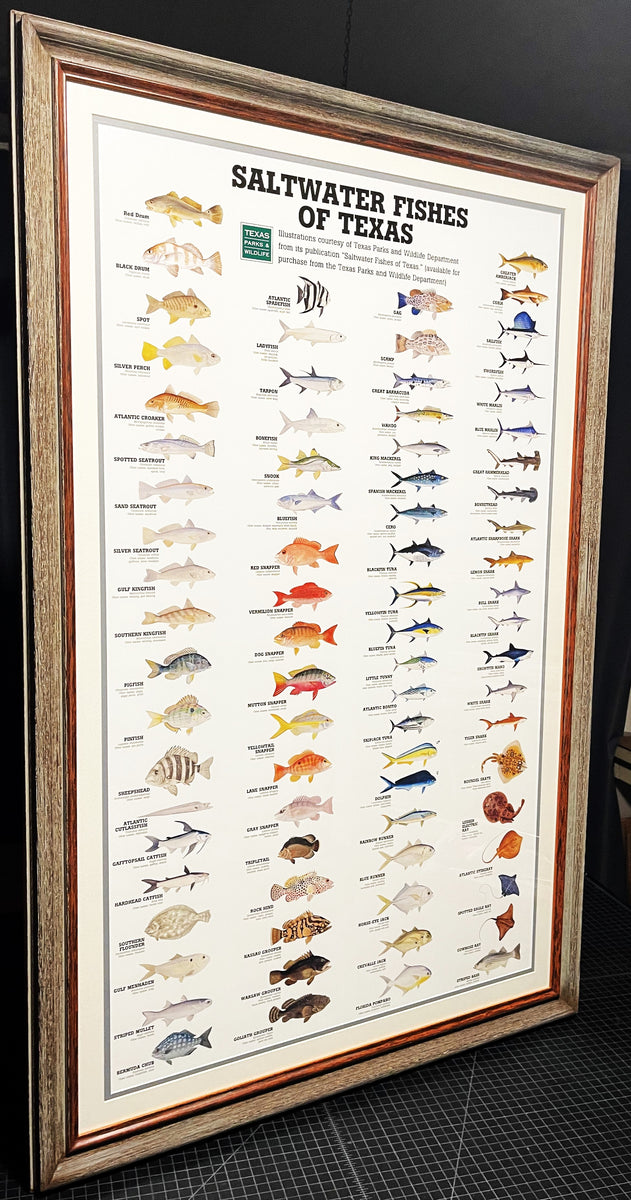 Saltwater Fishes Of Texas By Texas Parks & Wildlife TPWD 2015 - Brand ...