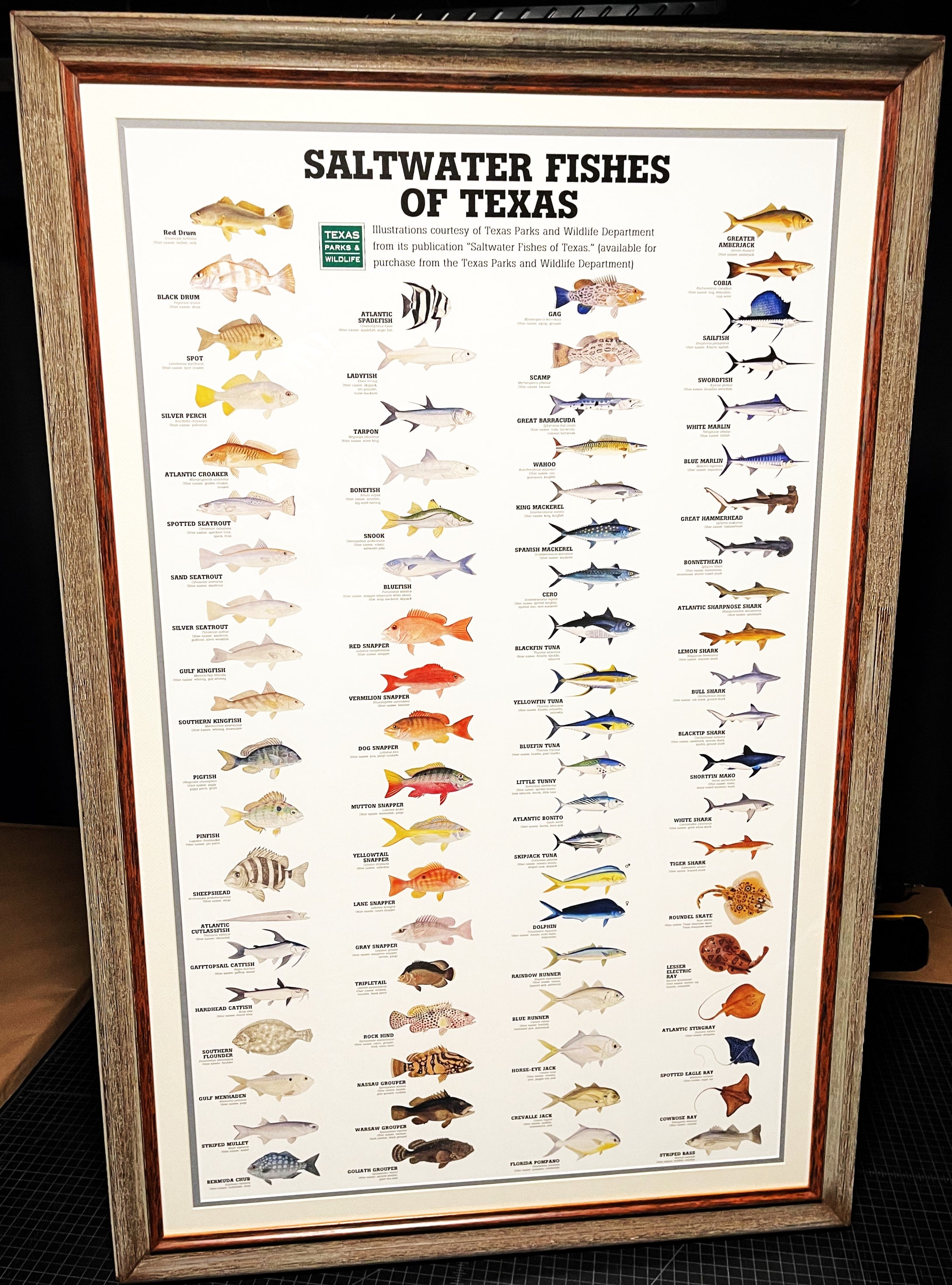Saltwater Fishes Of Texas By Texas Parks & Wildlife TPWD 2015 - Brand New Super Custom Sporting Frame