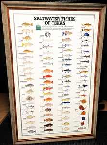 Saltwater Fishes Of Texas By Texas Parks & Wildlife TPWD 2015 - Brand New Super Custom Sporting Frame
