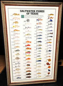 "Saltwater Fish Of Texas" By Texas Parks & Wildlife TPWD 2015 - Brand New Custom Sporting Frame