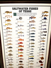 Load image into Gallery viewer, Saltwater Fishes Of Texas By Texas Parks &amp; Wildlife TPWD 2015 - Brand New Super Custom Sporting Frame