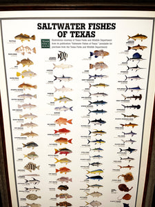 "Saltwater Fish Of Texas" By Texas Parks & Wildlife TPWD 2015 - Brand New Custom Sporting Frame