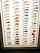 Load image into Gallery viewer, Saltwater Fishes Of Texas By Texas Parks &amp; Wildlife TPWD 2015 - Brand New Super Custom Sporting Frame