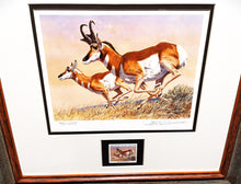 Load image into Gallery viewer, Tom Beecham 1982 Order Of The Antelope Pronghorn Stamp Print With Stamp - Brand New Super Custom Sporting Frame