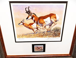 Tom Beecham 1982 Order Of The Antelope Pronghorn Stamp Print With Stamp - Brand New Super Custom Sporting Frame
