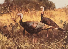 Load image into Gallery viewer, Eldridge Hardie 1989 Texas Turkey Stamp Print With Double Stamps - Brand New Custom Sporting Frame