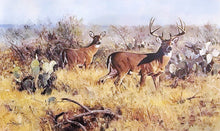 Load image into Gallery viewer, Ken Carlson Rio Grande Vigil Lithograph Classic Whitetail Year 1982 - Brand New Super Custom Sporting Frame