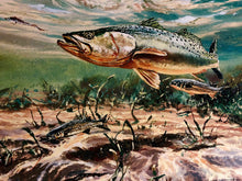 Load image into Gallery viewer, Chance Yarbrough - Dangerous Company - GiClee - Speckled Trout w Mullet - Brand New Custom Sporting Frame